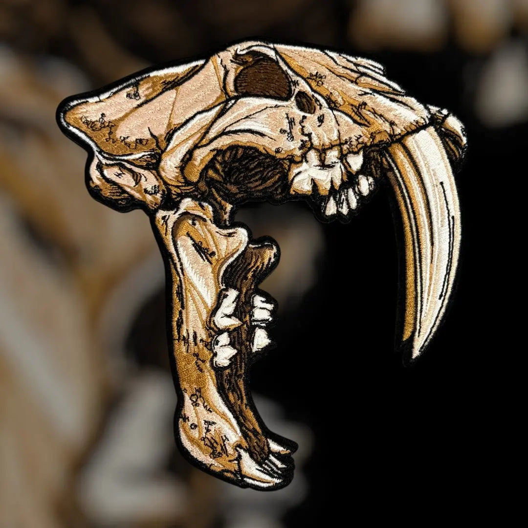 Anatomical Display Skulls PATCHLAB