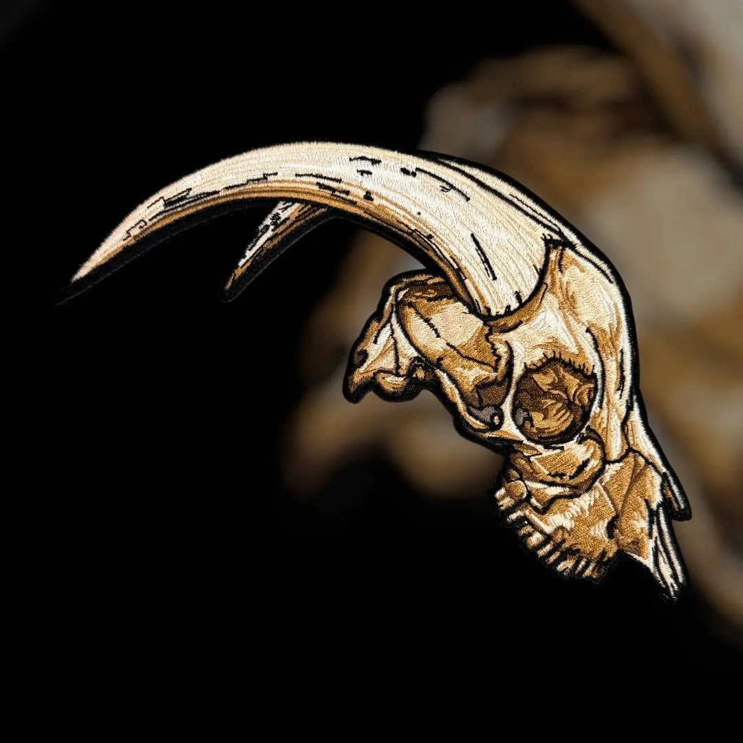 Anatomical Display Skulls PATCHLAB